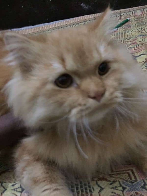 Persian cat/Persian kitten's for sale 2