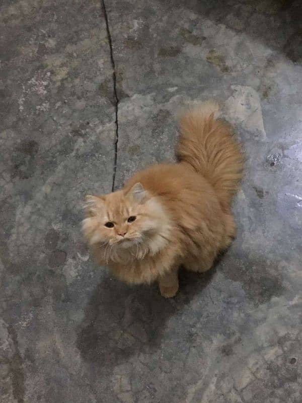 Persian cat/Persian kitten's for sale 3