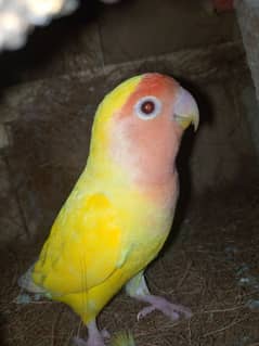 yellow Latino love bird (Pair)