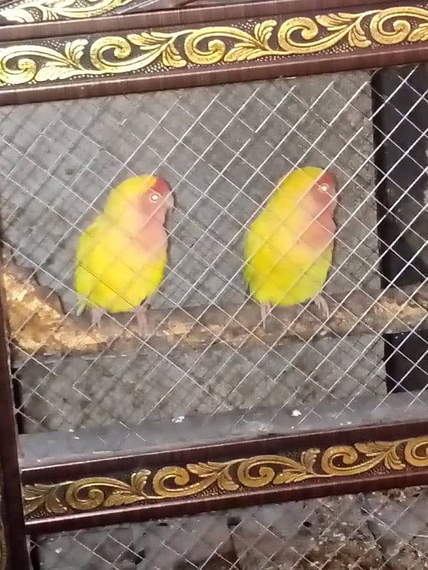 yellow Latino love bird (Pair) 1