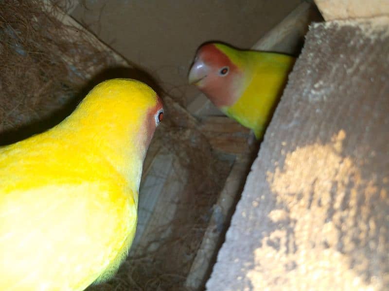 yellow Latino love bird (Pair) 2