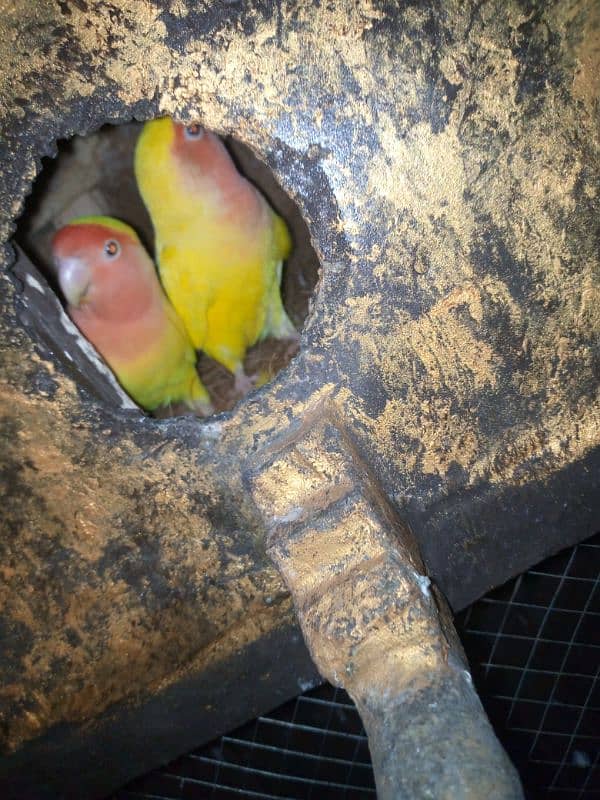 yellow Latino love bird (Pair) 3