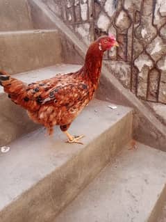 Pure dessi one egg Daily 1 year 1 month age home chicken growth