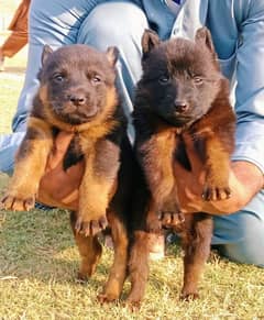 German Shepherd pair for sale /German Shepherd  pappies