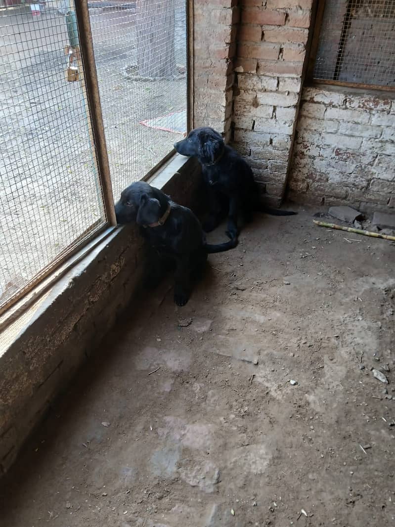 Black labrador  Pair  5 months 0