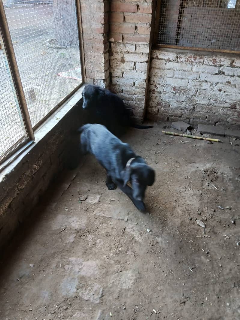 Black labrador  Pair  5 months 1