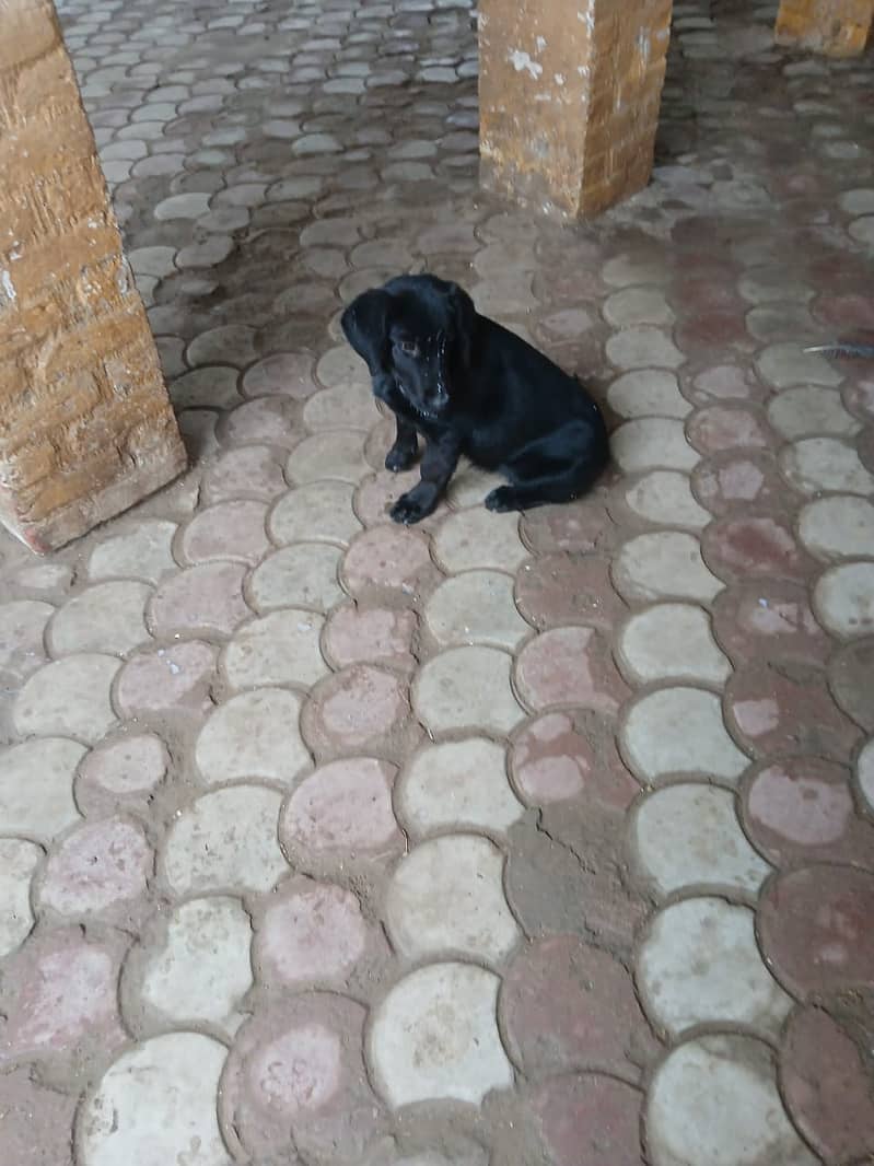 Black labrador  Pair  5 months 2