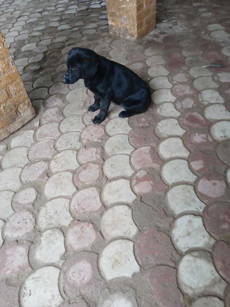 Black labrador  Pair  5 months 3