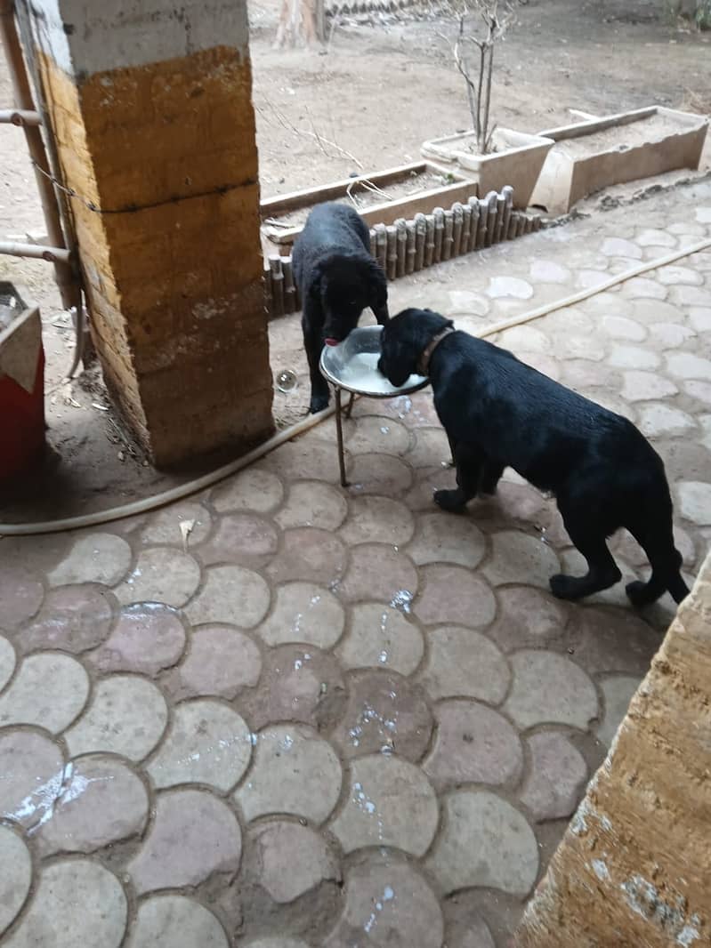 Black labrador  Pair  5 months 4