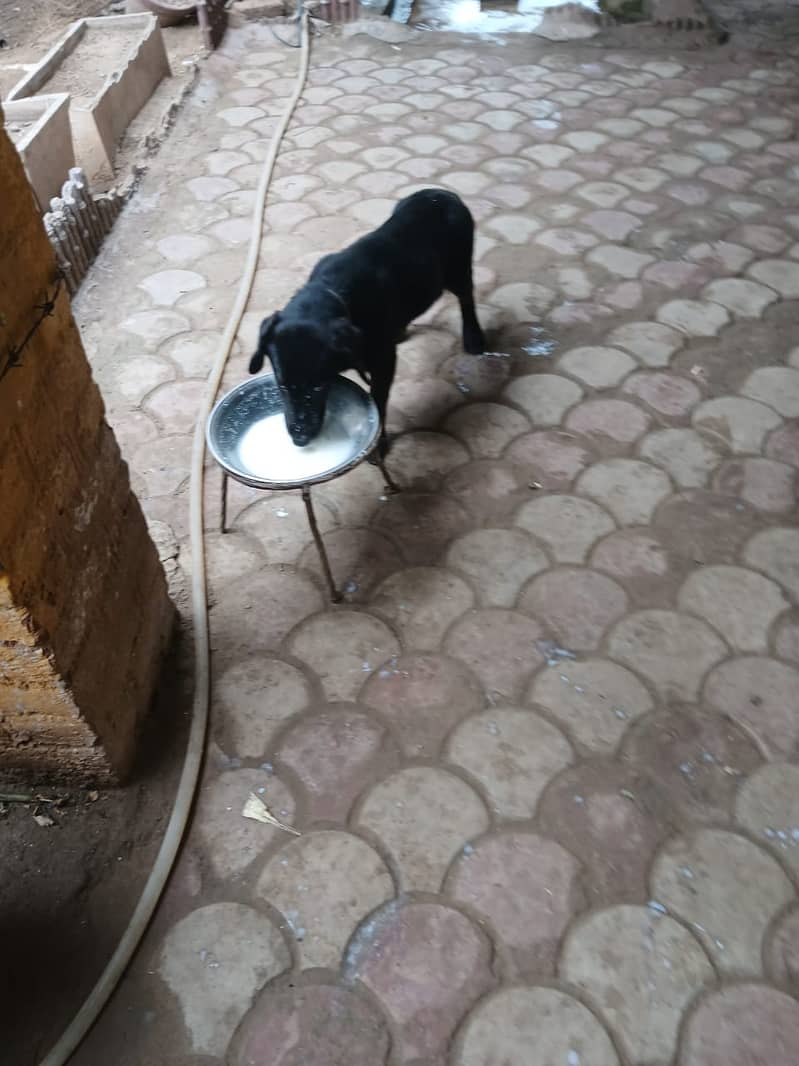 Black labrador  Pair  5 months 5