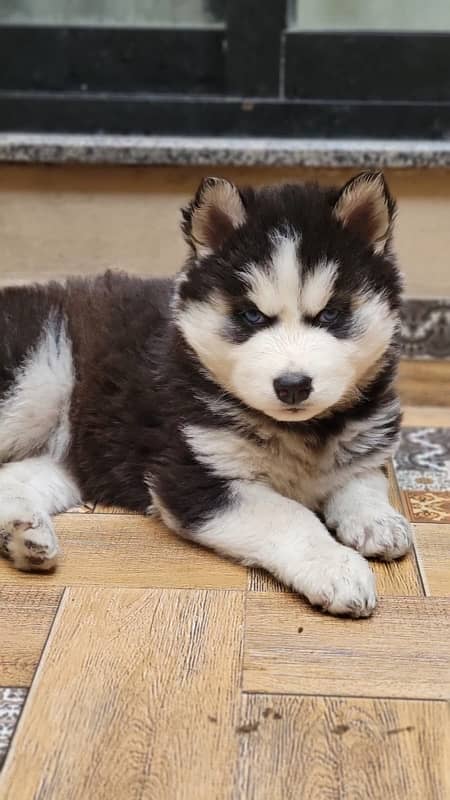 Siberian Husky Pure Puppies 1