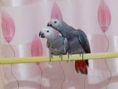 African grey parrots chicks pair