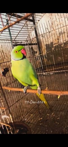 ringneck parrot for sell healthy and active home breed not wild