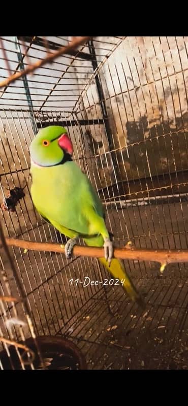 ringneck parrot for sell healthy and active home breed not wild 0