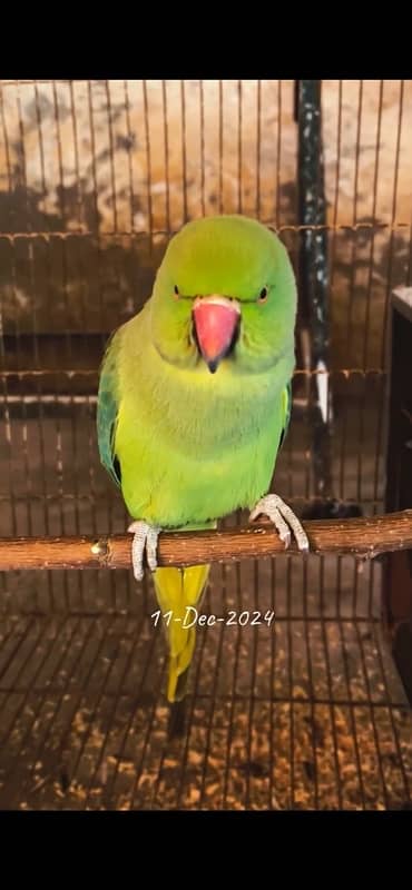 ringneck parrot for sell healthy and active home breed not wild 1