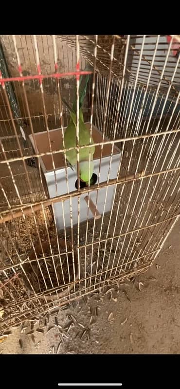 ringneck parrot for sell healthy and active home breed not wild 5