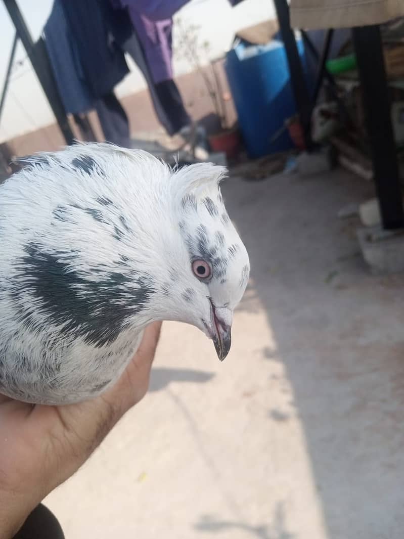 Fancy Pegion For sale Per Pieces kabootar Contact on whatapps 2