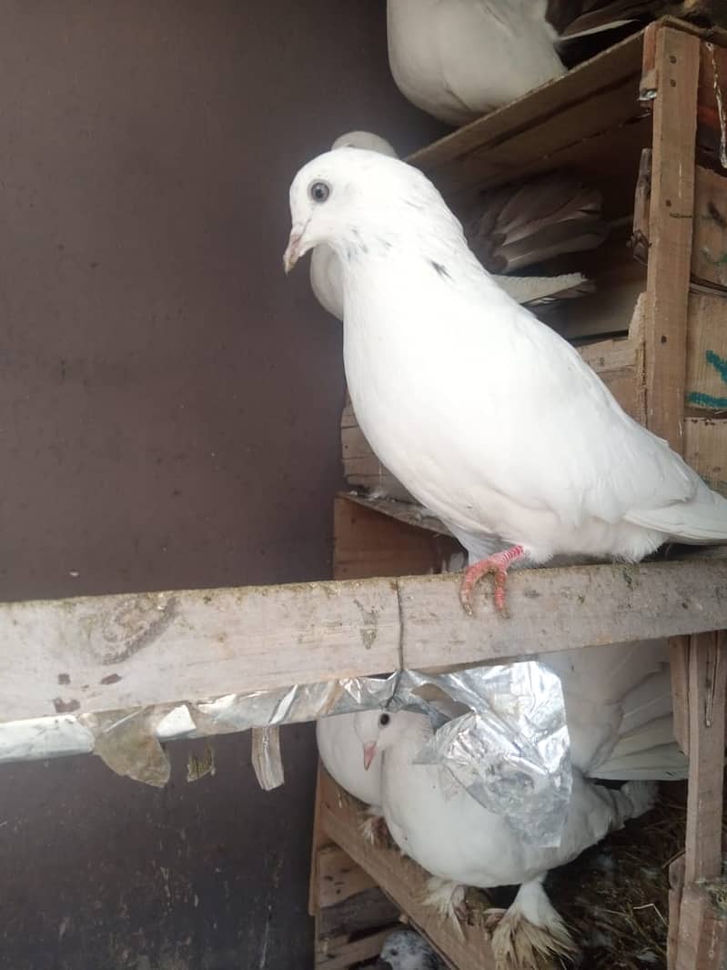 Fancy Pegion For sale Per Pieces kabootar Contact on whatapps 3