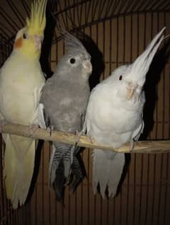 Cockatiel Parrots for sale