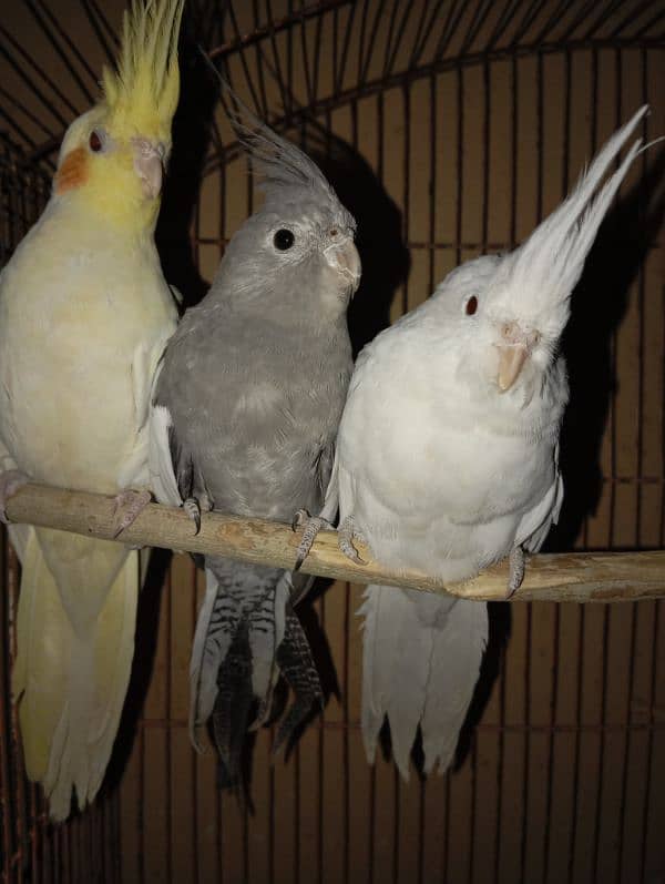 Cockatiel Parrots for sale 0