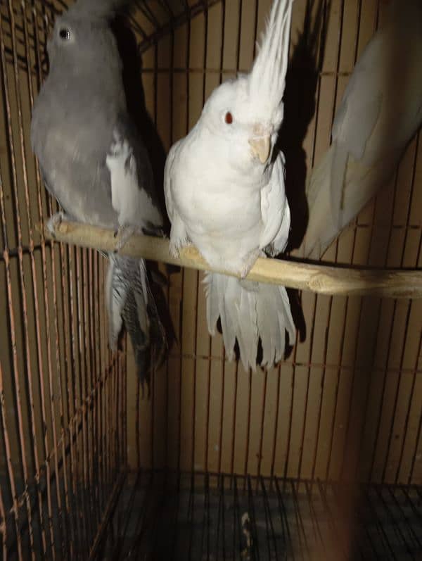 Cockatiel Parrots for sale 1