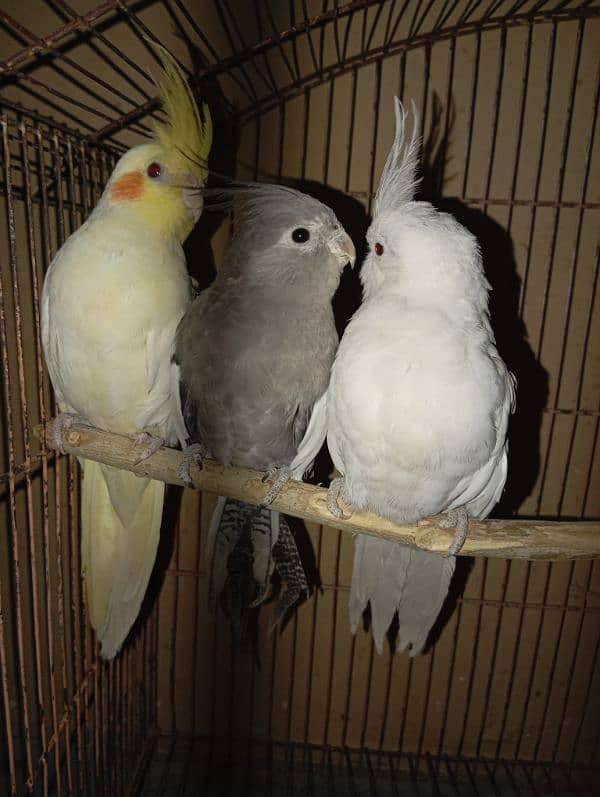 Cockatiel Parrots for sale 2