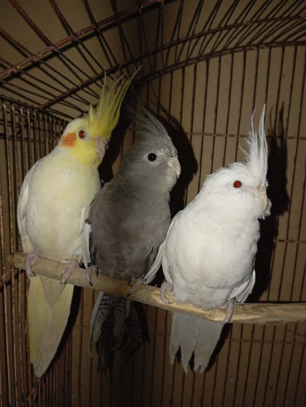 Cockatiel Parrots for sale 3