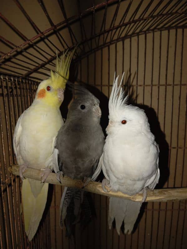 Cockatiel Parrots for sale 4