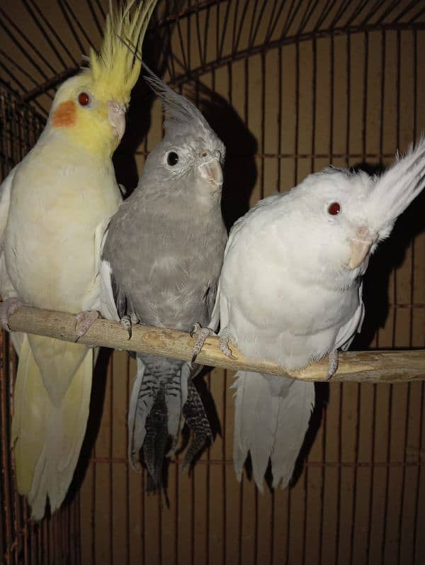 Cockatiel Parrots for sale 5