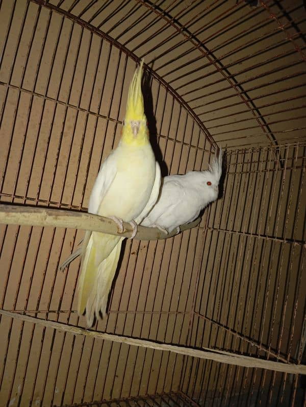 Cockatiel Parrots for sale 6