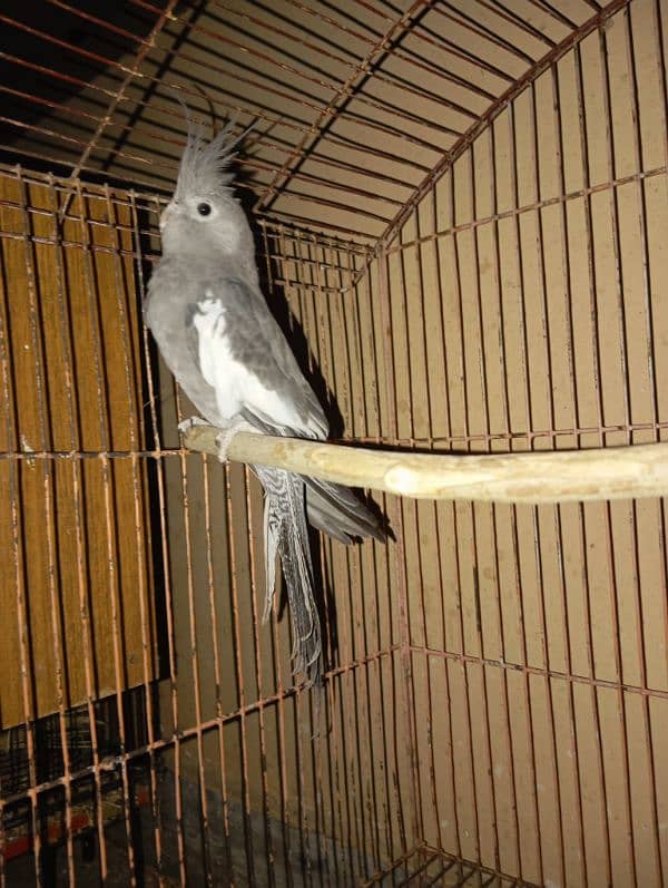 Cockatiel Parrots for sale 7