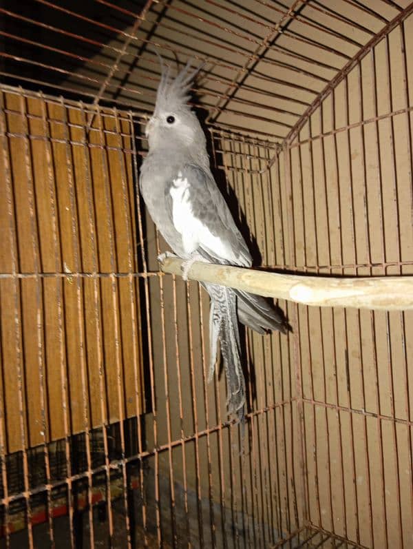 Cockatiel Parrots for sale 8