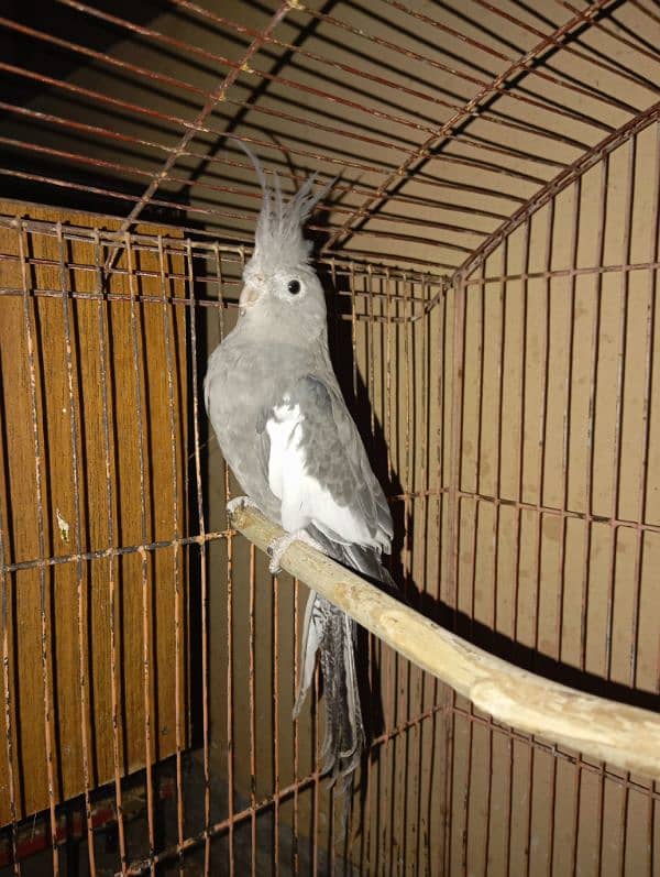 Cockatiel Parrots for sale 9