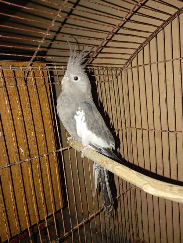 Cockatiel Parrots for sale 10