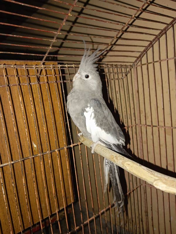 Cockatiel Parrots for sale 11