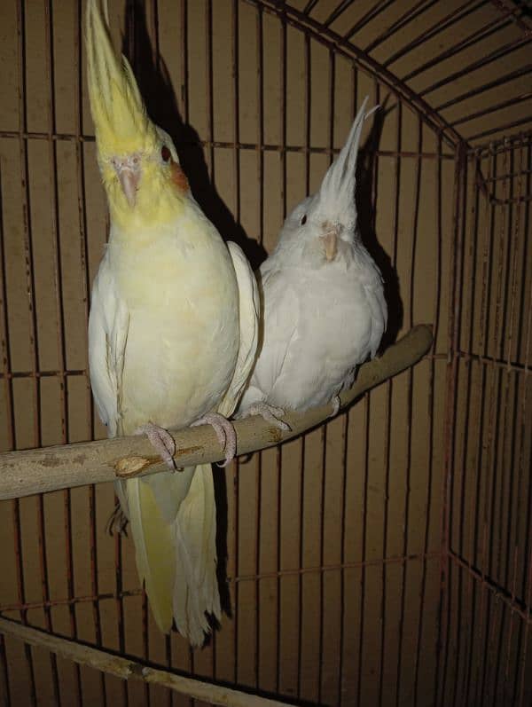 Cockatiel Parrots for sale 12