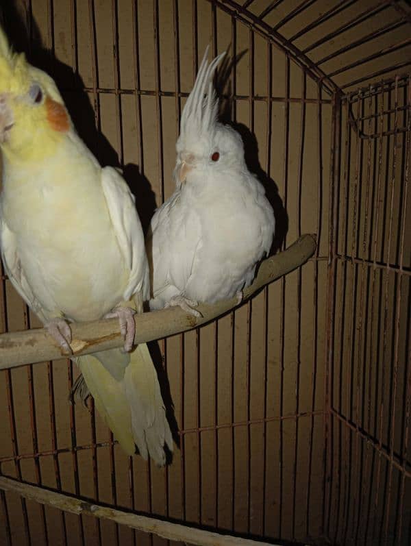 Cockatiel Parrots for sale 13