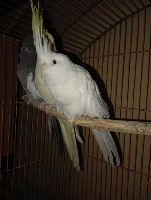 Cockatiel Parrots for sale 14