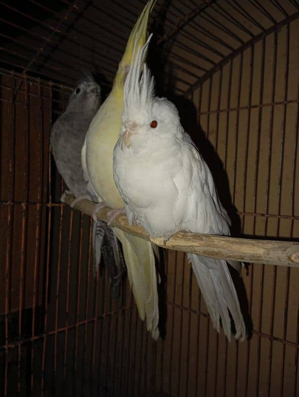 Cockatiel Parrots for sale 15