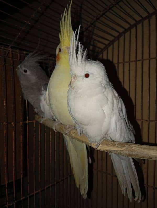 Cockatiel Parrots for sale 16