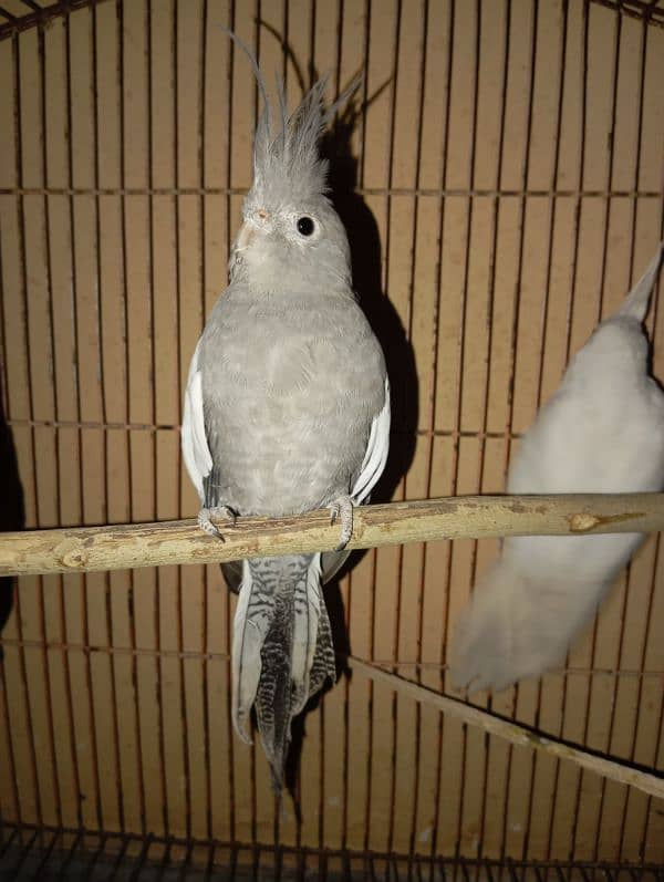 Cockatiel Parrots for sale 17