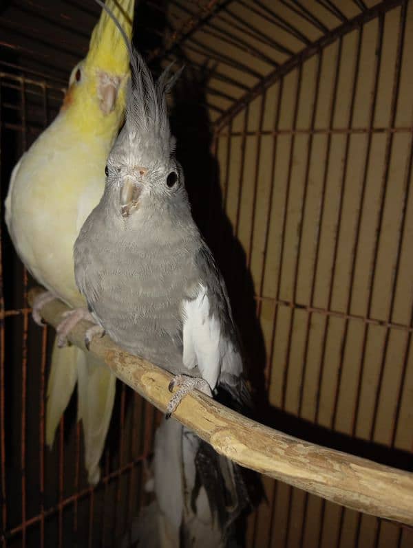 Cockatiel Parrots for sale 18