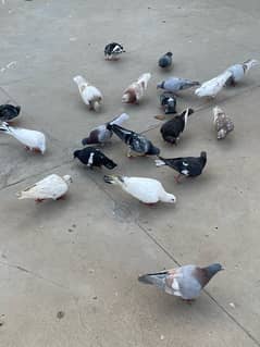 pigeons