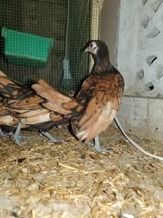 golden sebright high quality fertile eggs and 4.5 months patte patya