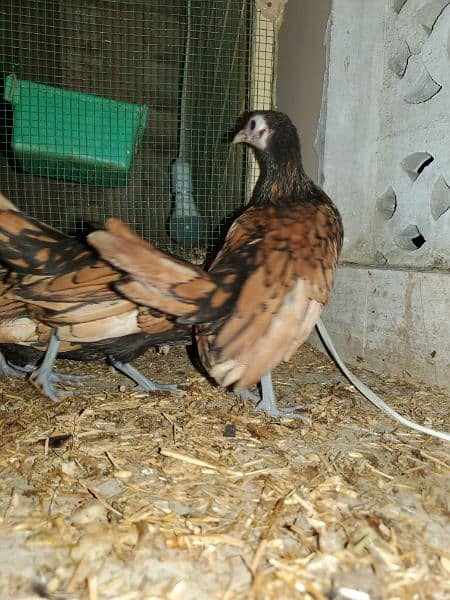 golden sebright high quality fertile eggs and 4.5 months patte patya 0