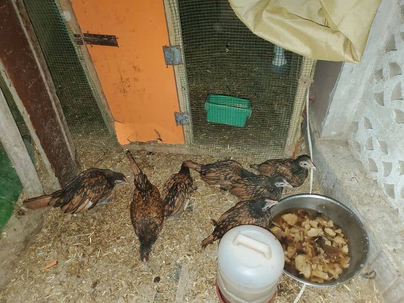 golden sebright high quality fertile eggs and 4.5 months patte patya 1