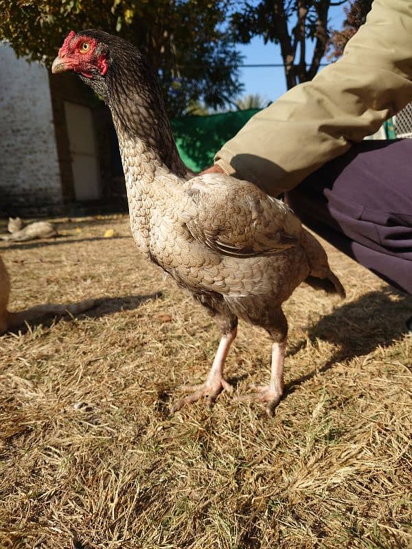 Aseel Shamo Hen for Sale 2