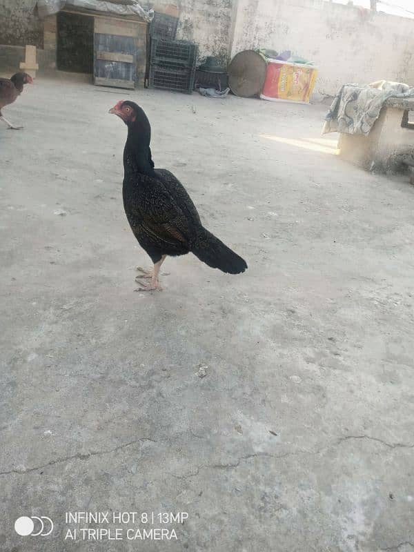 aseel hens for sale 1