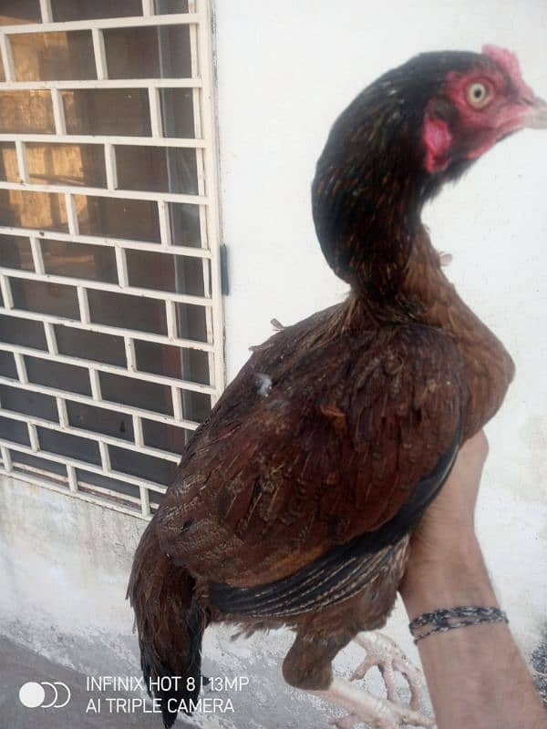 aseel hens for sale 2