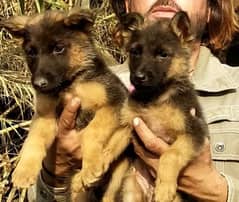 German Shepherd pair | long coated German Shepherd puppies | GSD Dogs